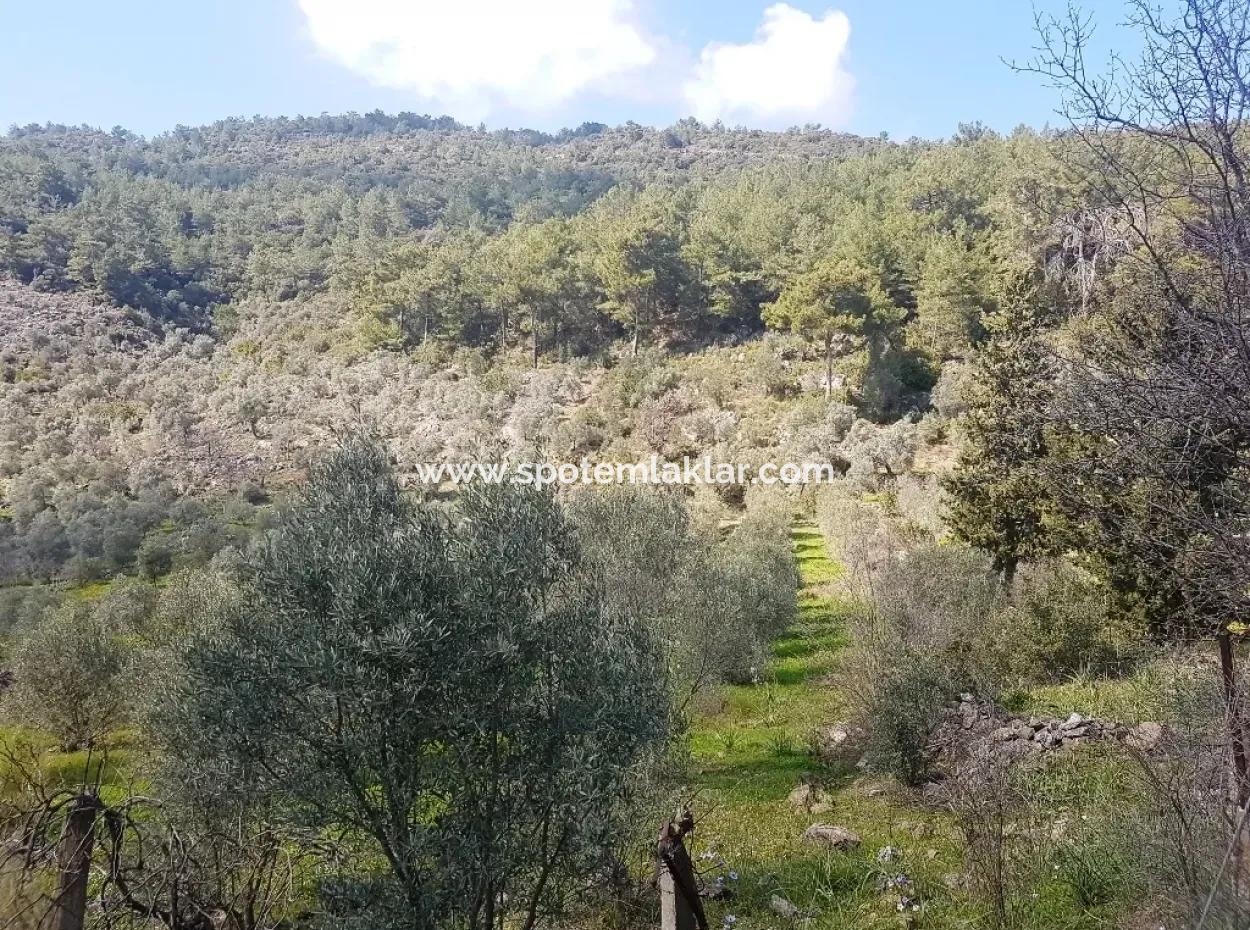 Land For Sale In Dalaman Honor Kircagedire