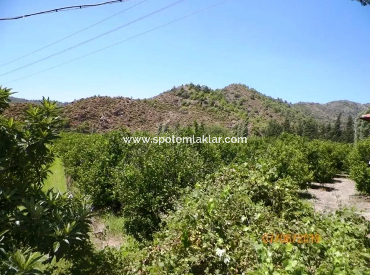 Lemon Garden For Sale In Dalaman Muğla Native Tasliburun 5 330 M2