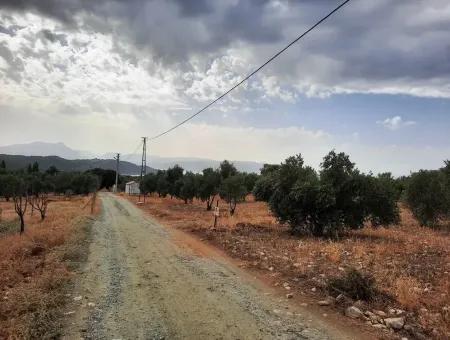 Land With Lake Views For Sale In Köyceeğiz Zeytin Area