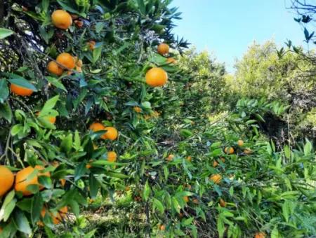 2200 M2 Detached Citrus Grove For Sale In Köyceğinz Döğüşbelen