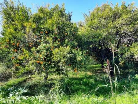 2200 M2 Detached Citrus Grove For Sale In Köyceğinz Döğüşbelen