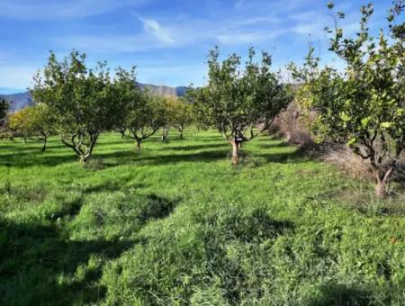 10 000 M2 Detached Lemon Garden For Sale In Ortaca Dalaklı