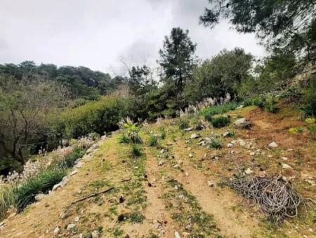 Dalyan Gökbel 13,100 M2 Field For Sale In Nature