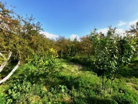 Ortaca Güzelyurt 1 500 M2 Land For Sale 250 M2 Construction Permit