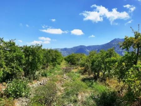 Mugla Dalyan Pomegranate Garden Suitable For Zero Investment In The Canal For Sale