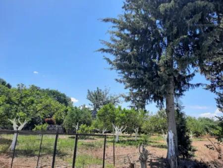 Citrus Garden Detached Land For Sale In Mugla Dalyan 3000 M2