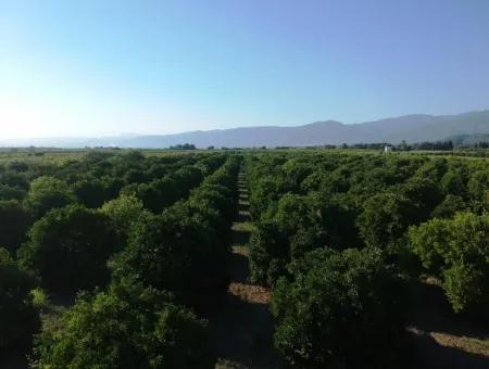 Oriya Tepearasi For Sale In Citrus Garden