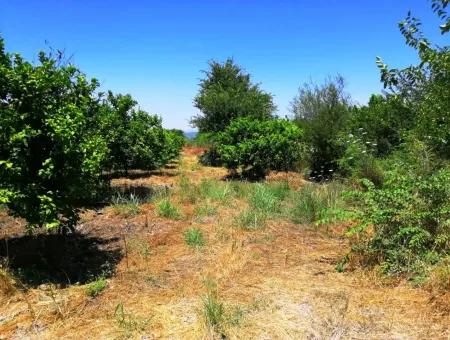 Lemon Garden For Sale Bargain Ortaca