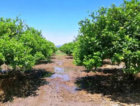 Lemon Garden For Sale Bargain Ortaca