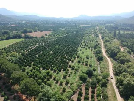 Orange Grove For Sale At Beyoba