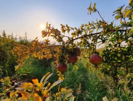 Pomegranate Garden For Sale In Mugla Ortaca Tepearasi