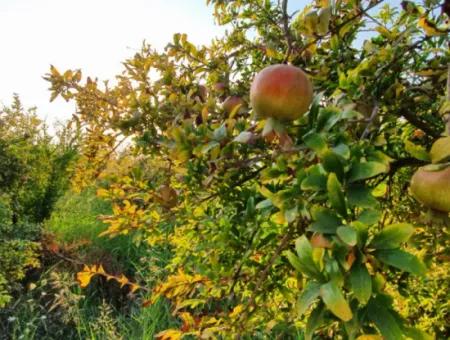 Pomegranate Garden For Sale In Mugla Ortaca Tepearasi