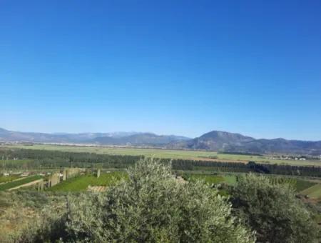 Olive Grove With Sea And Nature View In Ortaca Fevziye For Sale