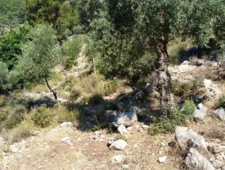 Olive Grove With Sea Views For Sale In Köyceğiz Ekincik