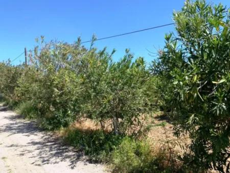 1 000 M2 Land With 250 M2 Construction Permit For Sale In Ortaca Fevziye