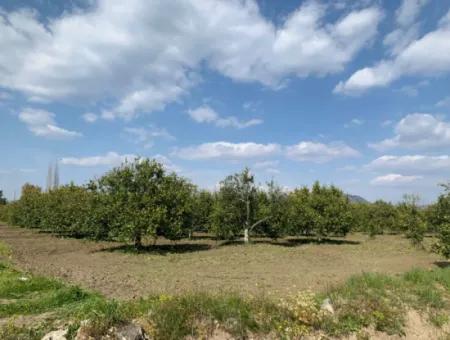 Mugla Dalyan Marmarlı 1500 M2 Land For Sale