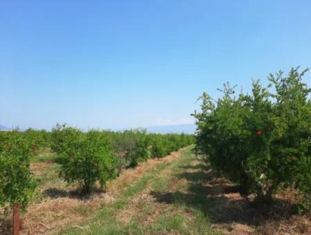 Muğla Ortaca Tepearası For Sale Kelepir Detached 22 250 Land