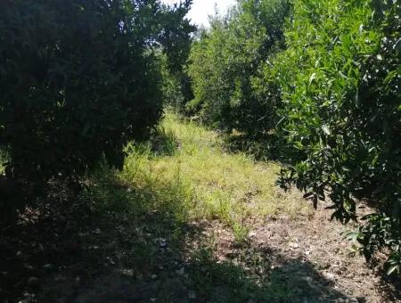 Farm For Sale In Kavakarasi Koycegiz