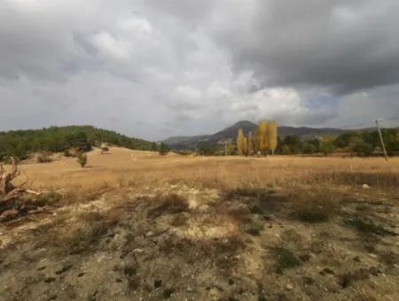 6 230 M2 Fertile Land For Rent In Çameli Cumaalanı