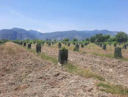 40.000 M2 Avocado Garden For Sale In Muğla Güzelyurt