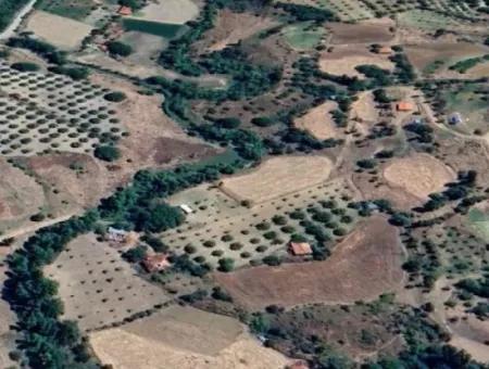 3500 M2 Zoned Walnut Orchard For Sale In Denizli Çameli Cevizli