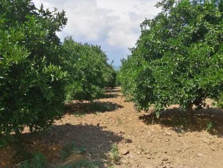 Farm For Sale In Köyceğiz Beyoba Bargain