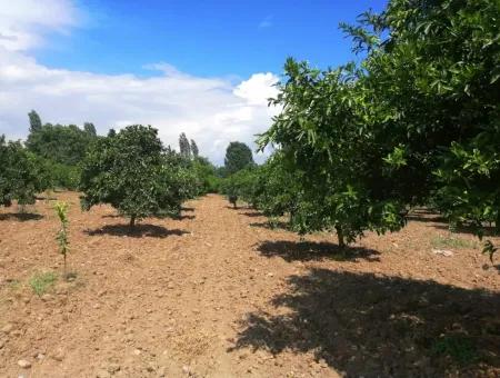 Farm For Sale In Köyceğiz Beyoba Bargain
