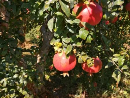 Pomegranate Field With 9831 M2 Share In Ortaca Mergenlide For Sale