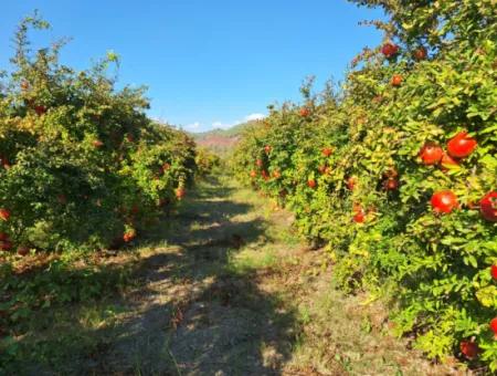 Pomegranate Field With 9831 M2 Share In Ortaca Mergenlide For Sale