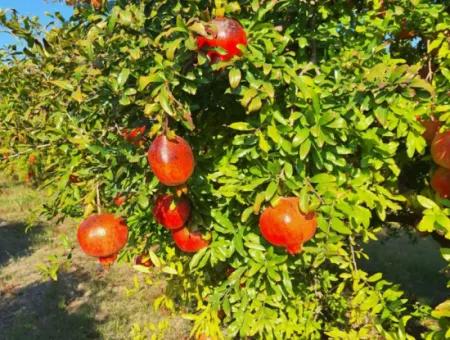 Pomegranate Field With 9831 M2 Share In Ortaca Mergenlide For Sale