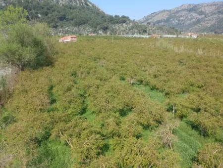 7989 M2 Pomegranate Field For Sale In Ortaca Mergenlide