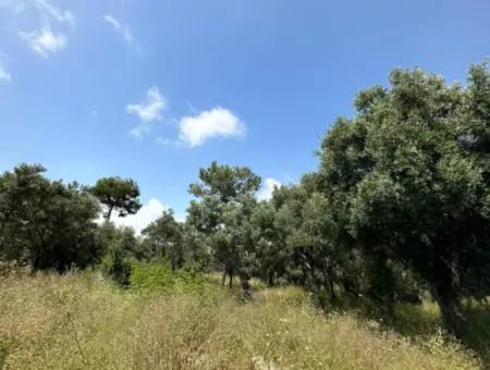 5 800 M2 Bargain Olive Grove With Sea View For Sale In Muğla Ortaca Fevziye