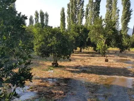 Garden For Sale In Köyceğiz Village