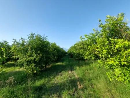 23.000 M² Pomegranate And Lemon Garden For Sale In Muğla Ortaca Tepearası – Suitable For Agricultural Credit