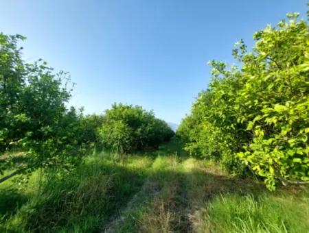 23.000 M² Pomegranate And Lemon Garden For Sale In Muğla Ortaca Tepearası – Suitable For Agricultural Credit
