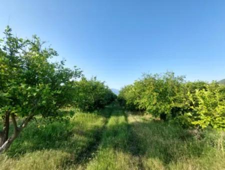 23.000 M² Pomegranate And Lemon Garden For Sale In Muğla Ortaca Tepearası – Suitable For Agricultural Credit