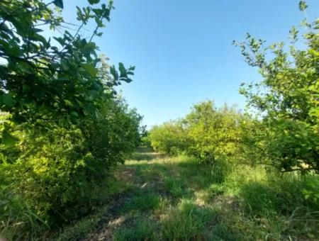 23.000 M² Pomegranate And Lemon Garden For Sale In Muğla Ortaca Tepearası – Suitable For Agricultural Credit