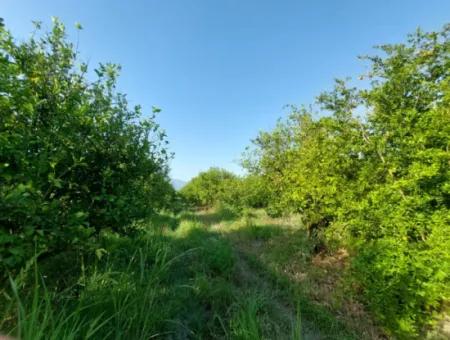 23.000 M² Pomegranate And Lemon Garden For Sale In Muğla Ortaca Tepearası – Suitable For Agricultural Credit