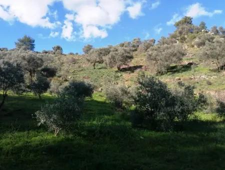 Mugla Ortaca Gokbel Bargain Olive Grove For Sale