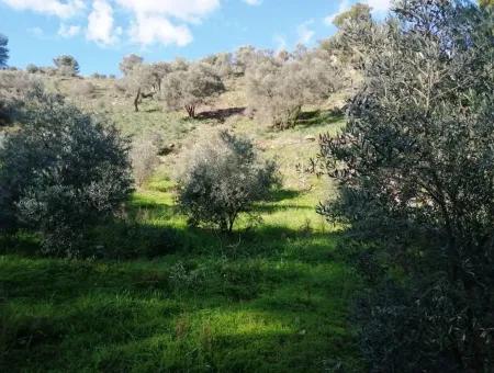 Mugla Ortaca Gokbel Bargain Olive Grove For Sale