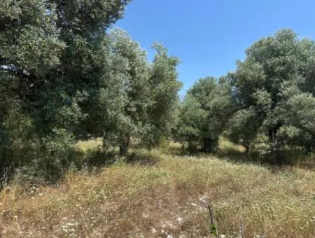 1608 M2 Olive Grove For Sale In Köyceğiz Olive Area
