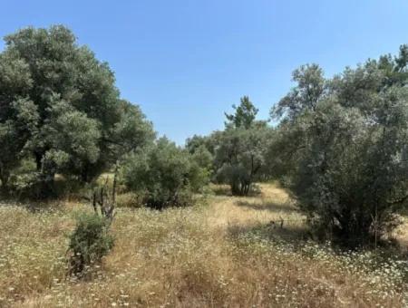 1608 M2 Olive Grove For Sale In Köyceğiz Olive Area