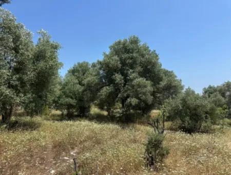 1608 M2 Olive Grove For Sale In Köyceğiz Olive Area