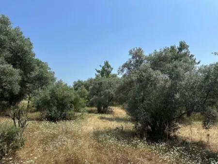 1608 M2 Olive Grove For Sale In Köyceğiz Olive Area