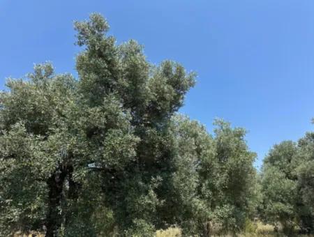 1608 M2 Olive Grove For Sale In Köyceğiz Olive Area