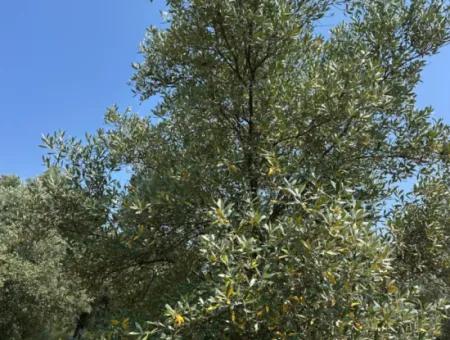 1608 M2 Olive Grove For Sale In Köyceğiz Olive Area