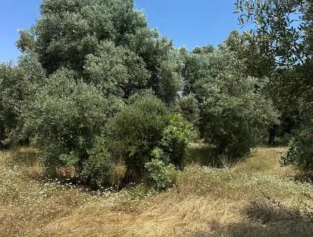 1608 M2 Olive Grove For Sale In Köyceğiz Olive Area
