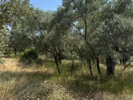 1608 M2 Olive Grove For Sale In Köyceğiz Olive Area