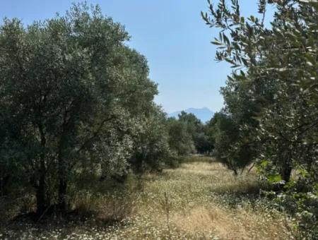 1608 M2 Olive Grove For Sale In Köyceğiz Olive Area