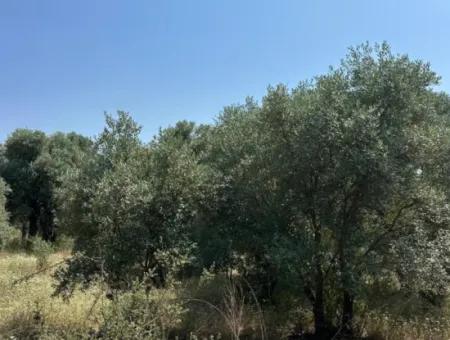 1608 M2 Olive Grove For Sale In Köyceğiz Olive Area